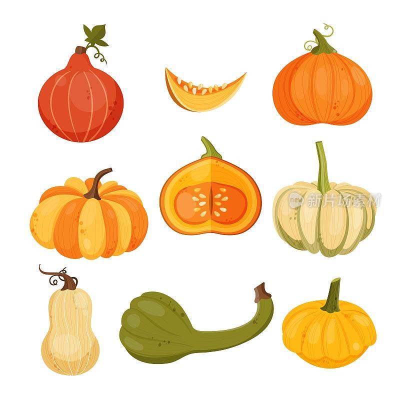 Vector collection of various autumn pumpkins